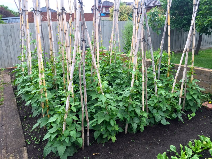 I would sell my soul to have beans growing in our garden that look like this! 