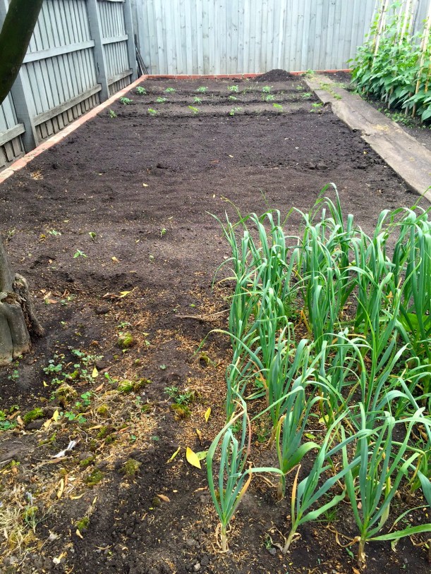 Domenico kindly gave me some garlic to grow, even though the planting season has passed. I'll see how I go!