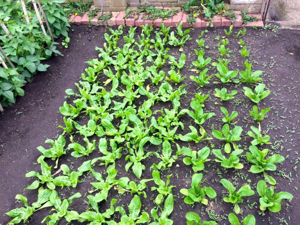 One side of the bed is a cos type lettuce, the other is a scariola, more suitable for cooking. 
