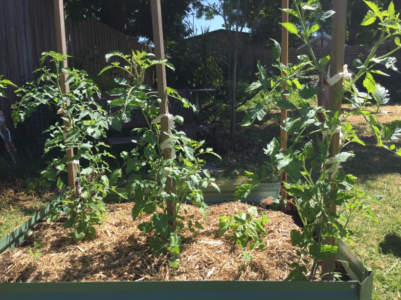 These are the three cherry tomato bushes we bought and they are all still alive! 
